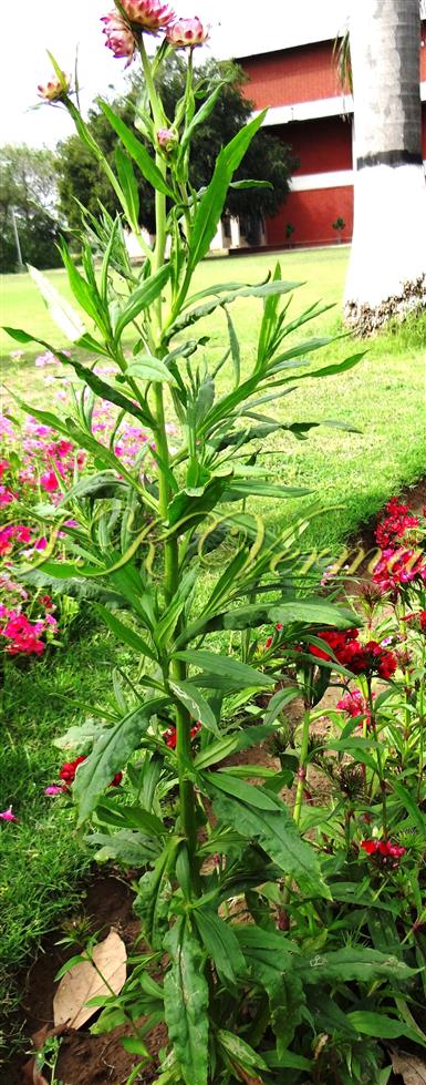  Plant